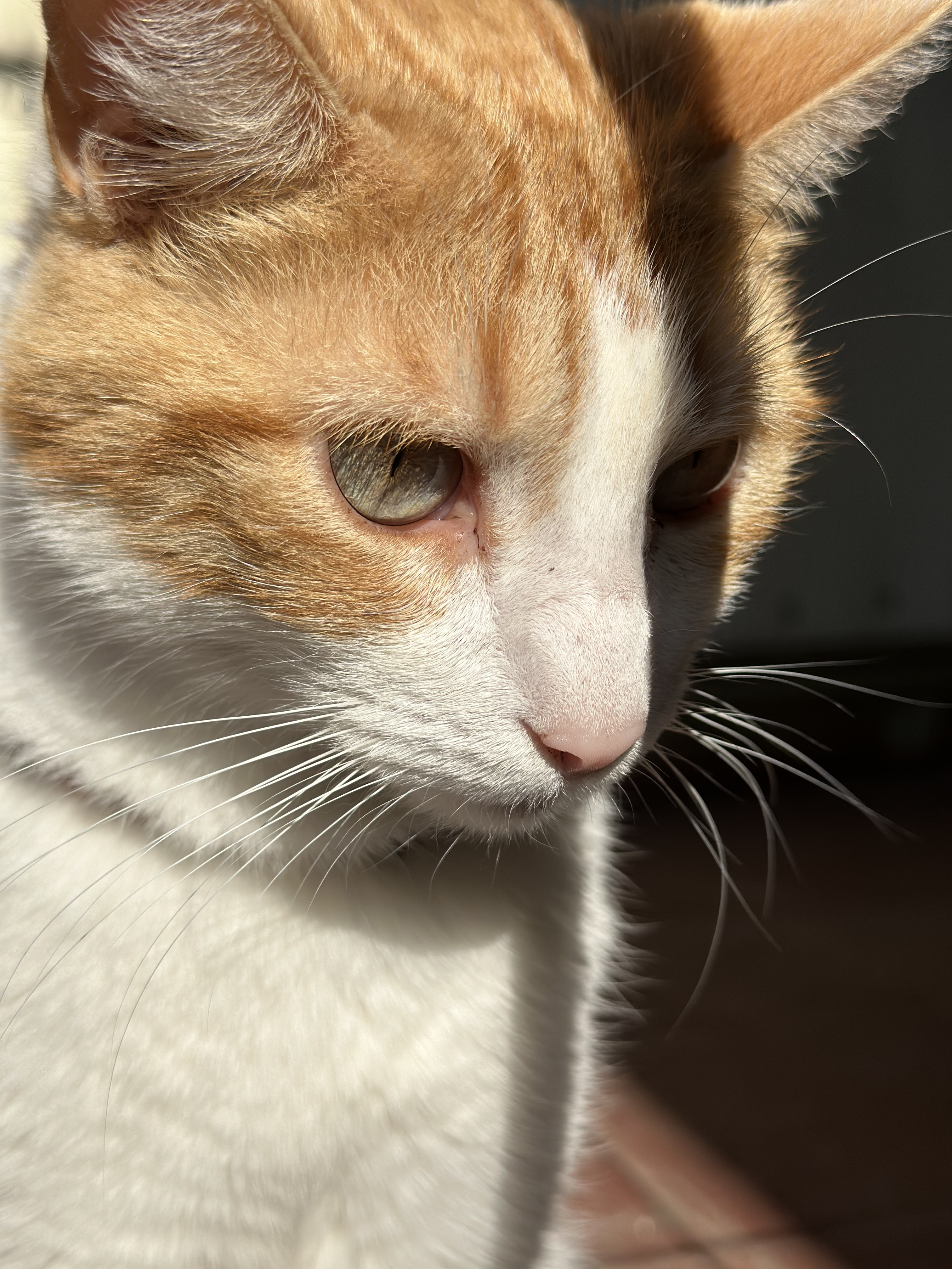 City Cat
