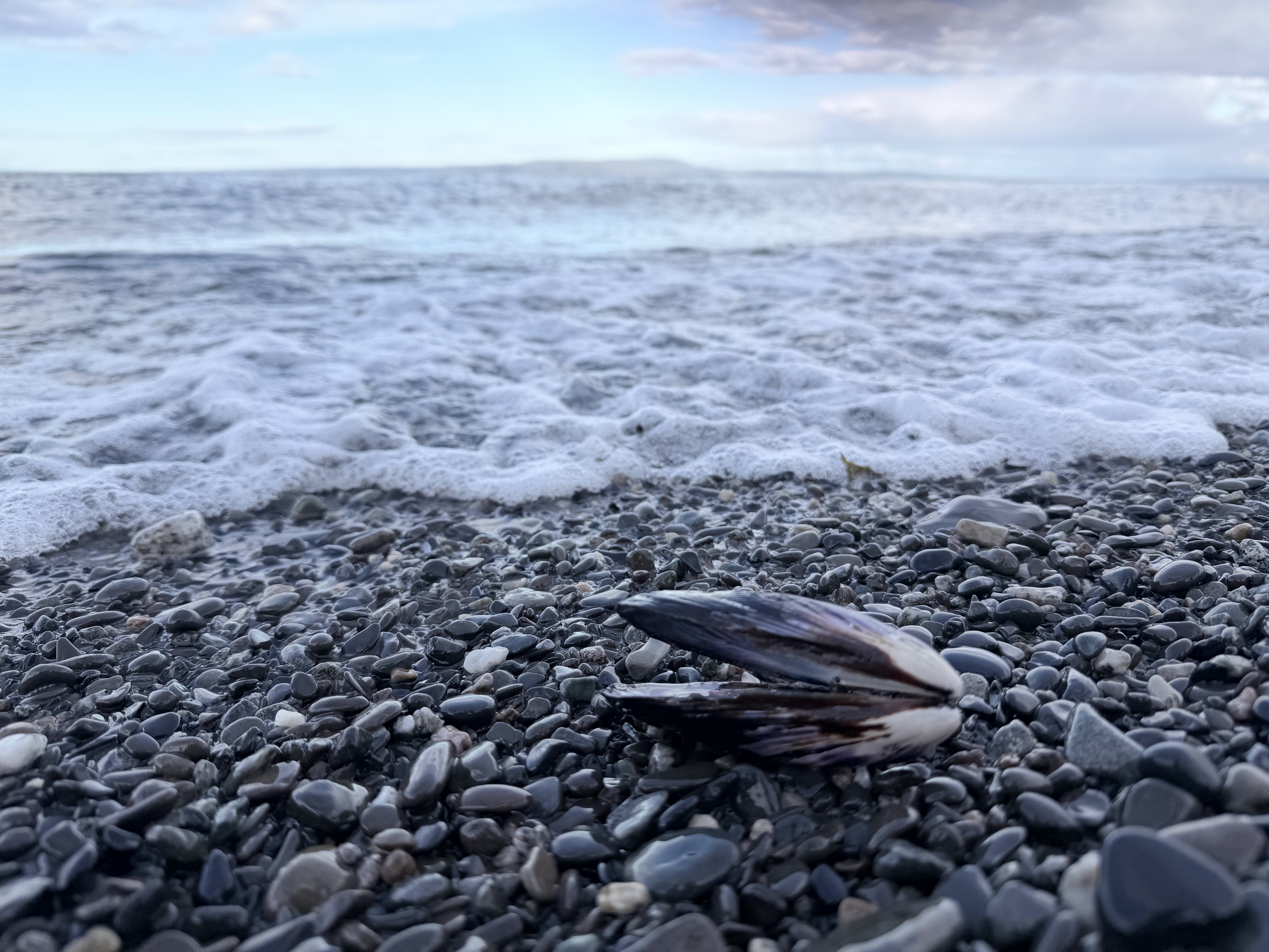 Clam on a Chilean Beach