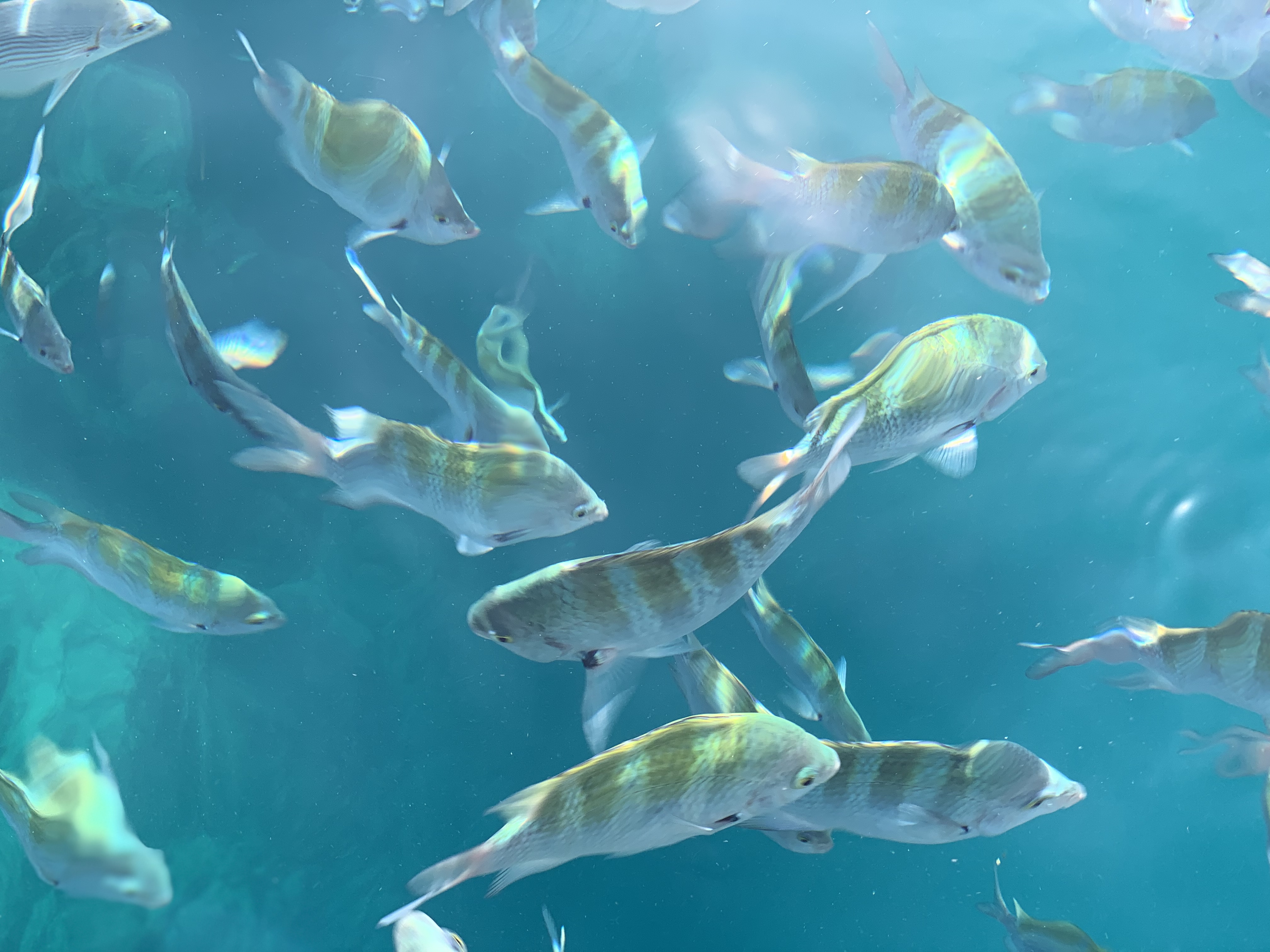 Cool Mexican Fish