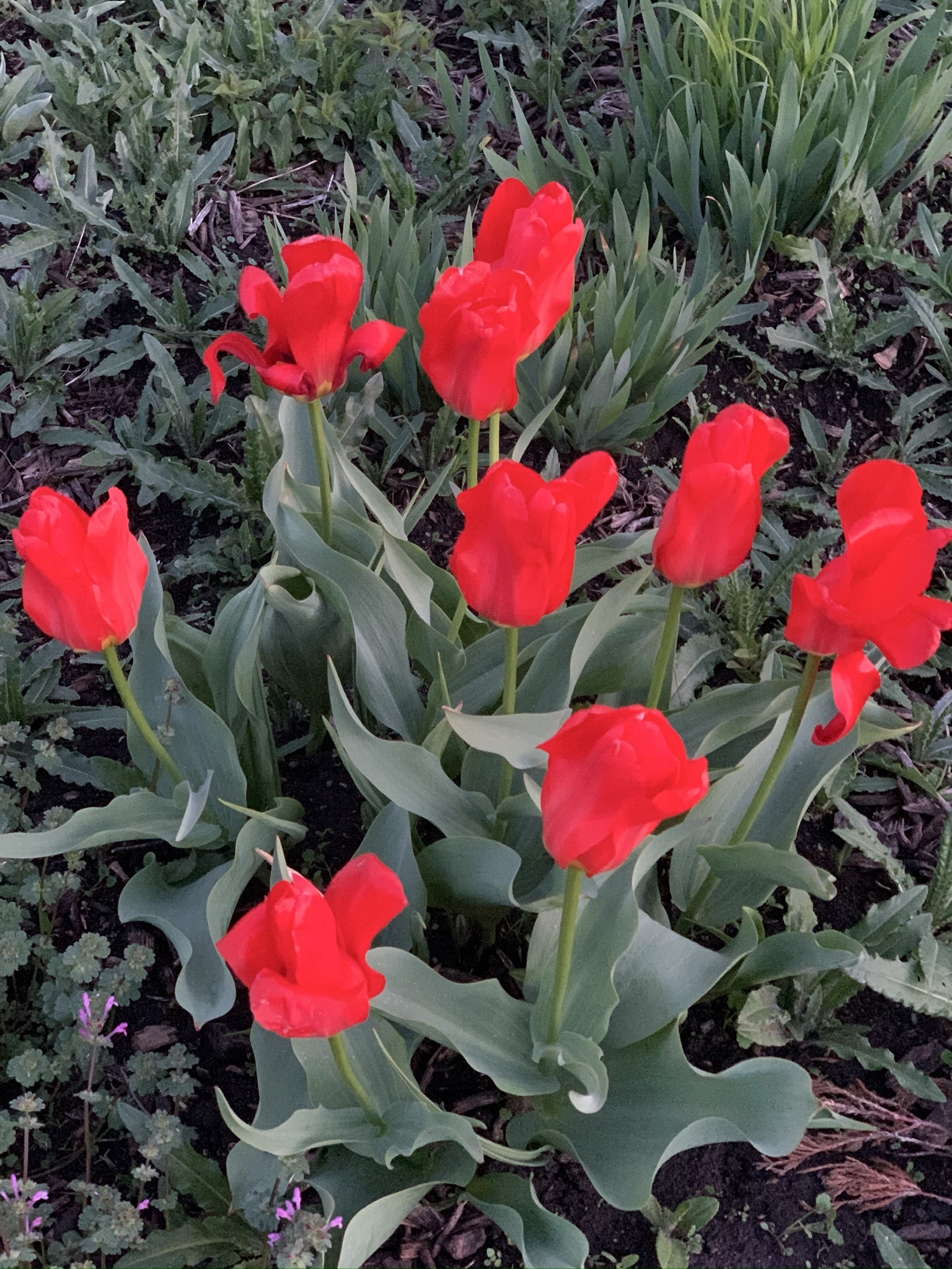 Red Roses